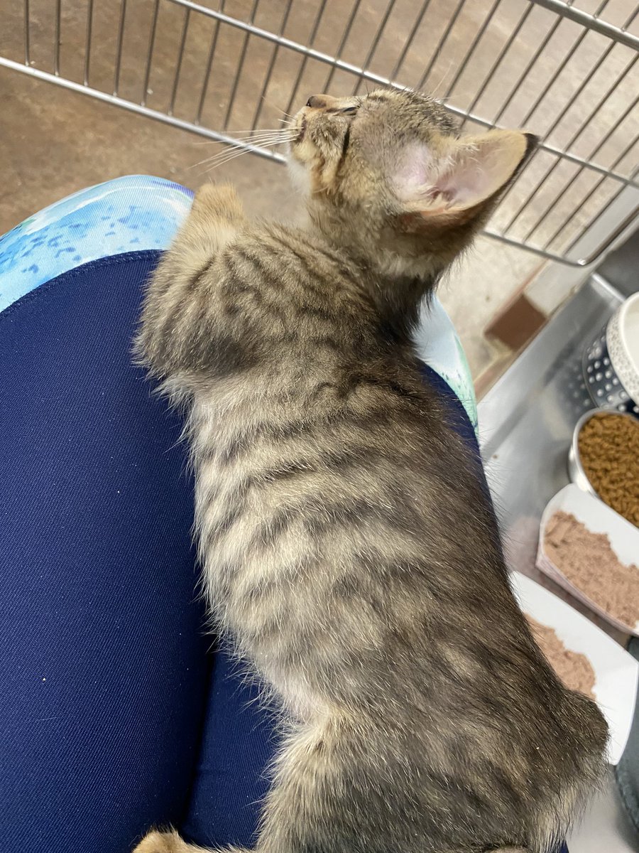 KittiesofAustin's tweet photo. Lap approval https://t.co/wGQkohpAQk