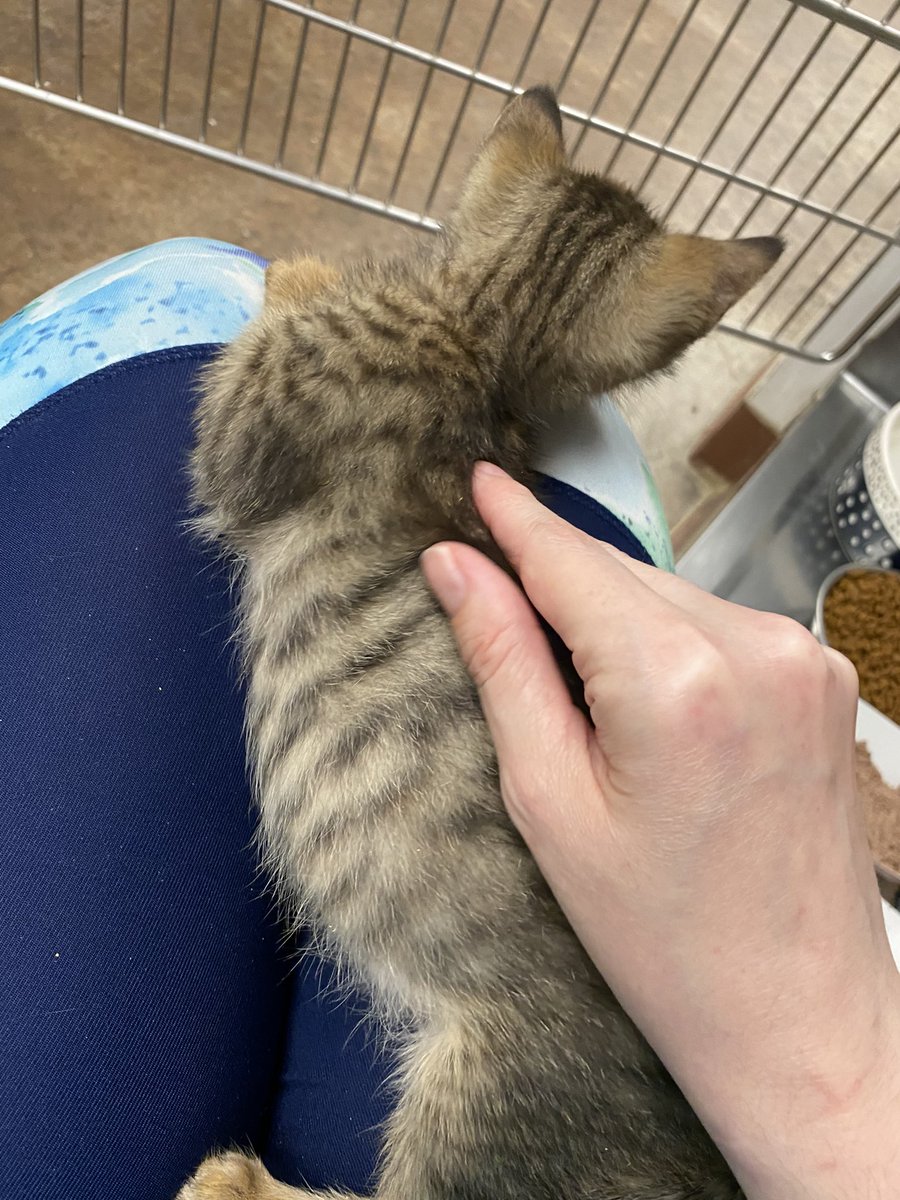 KittiesofAustin's tweet photo. Lap approval https://t.co/wGQkohpAQk