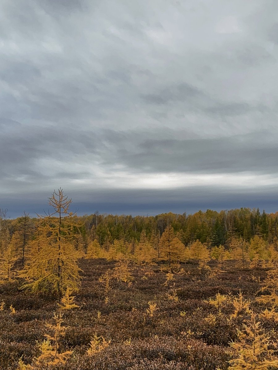 AnnTTNguyen's tweet photo. Today’s walk: #merbleu #bog 7,700-year-old northern boreal landscape right here in Ottawa’s #greenbelt https://t.co/RBZu9W0jvo