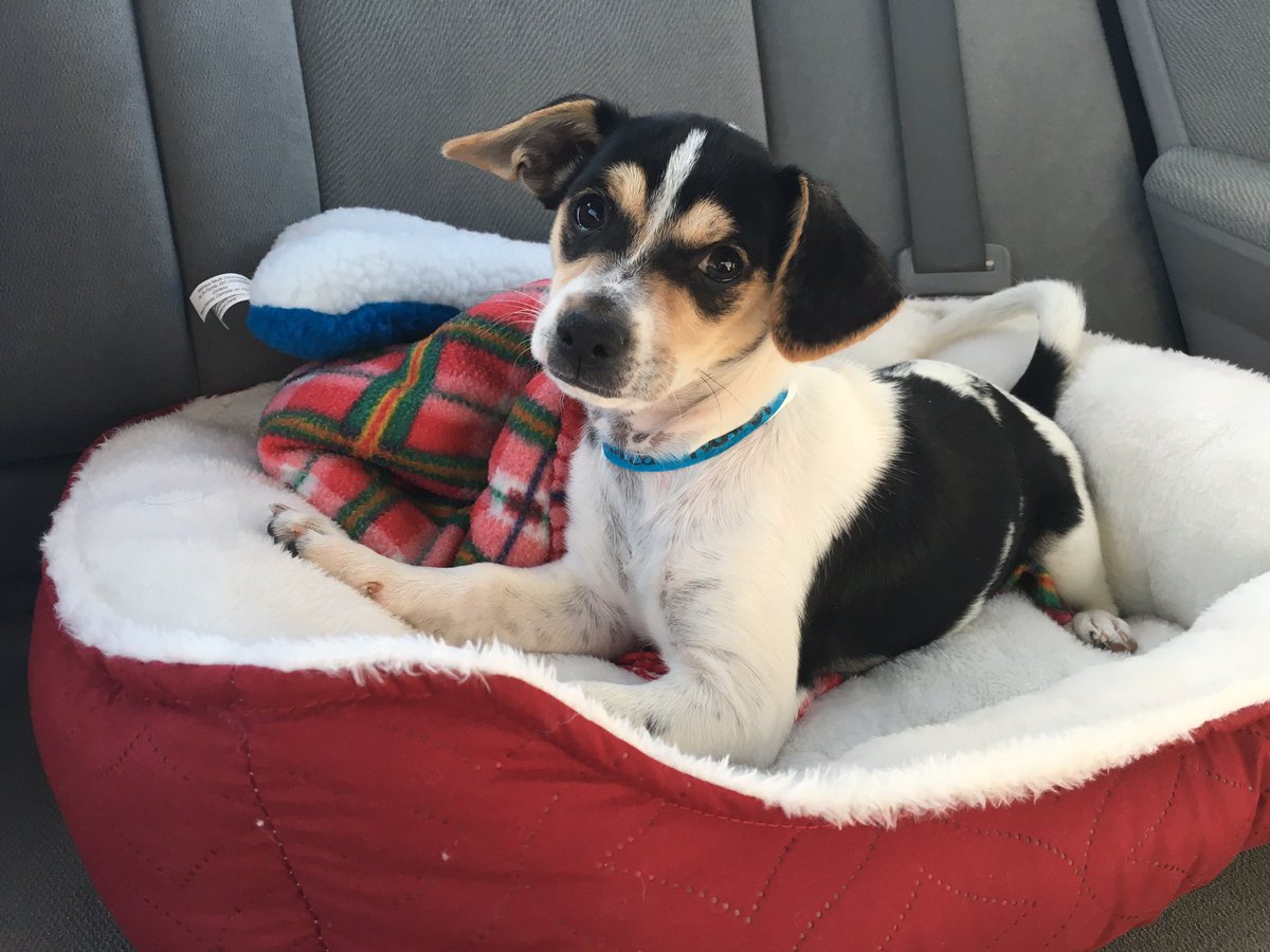 Tomorrow is going to be a rough one. The first Halloween without Baxter, which is his gotcha day anniversary #otrb