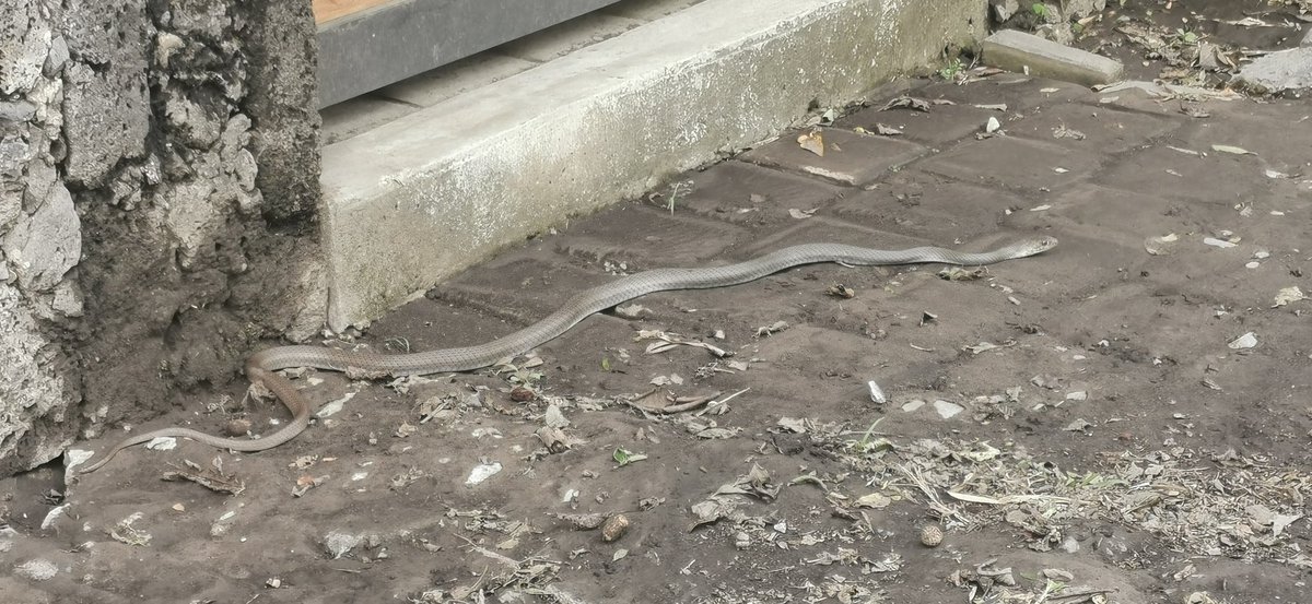 paucasdo's tweet photo. Hola @Herpeto_cosas!! Nos la encontramos en Tepoztlán! Sabes si es de IM? Mil gracias como siempre! https://t.co/lsjGgnWNuE