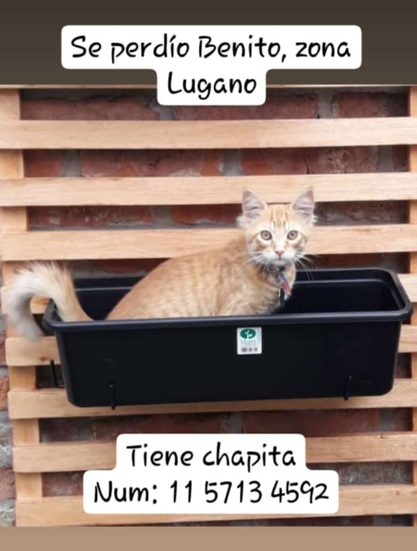 maumau_ok's tweet photo. 🔴ATENCIÓN ZONA LUGANO:‼️ Se perdió la mascota de mis sobrinos. Me das una mano publicando en tus redes? Gracias! https://t.co/M0gv64Tz0X