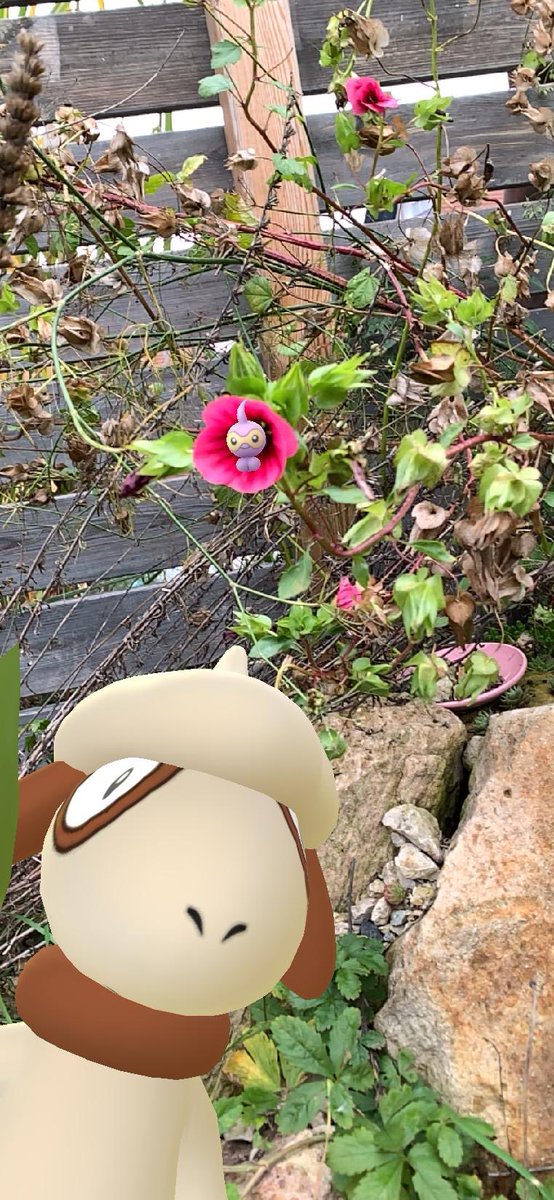 AvatarFailed39's tweet photo. 😂😂 Photobomb 😂😂 #PokemonGO #Pokemon #PokemonGOApp #ARofTheDay #GOsnapshot #NianticAR #flowers #blooms #gardening #formeo #PokemonGoFriends https://t.co/zBNeMXrQFK