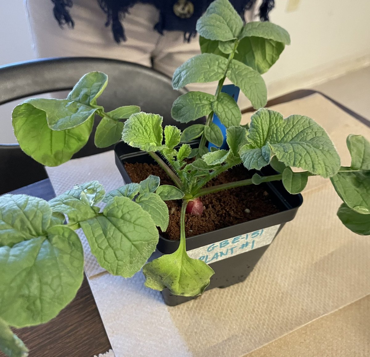 Ms Ro-Do tweet media