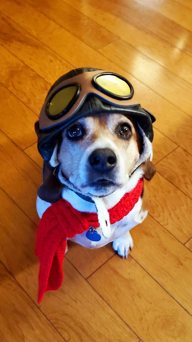 Dog Bless You tweet media