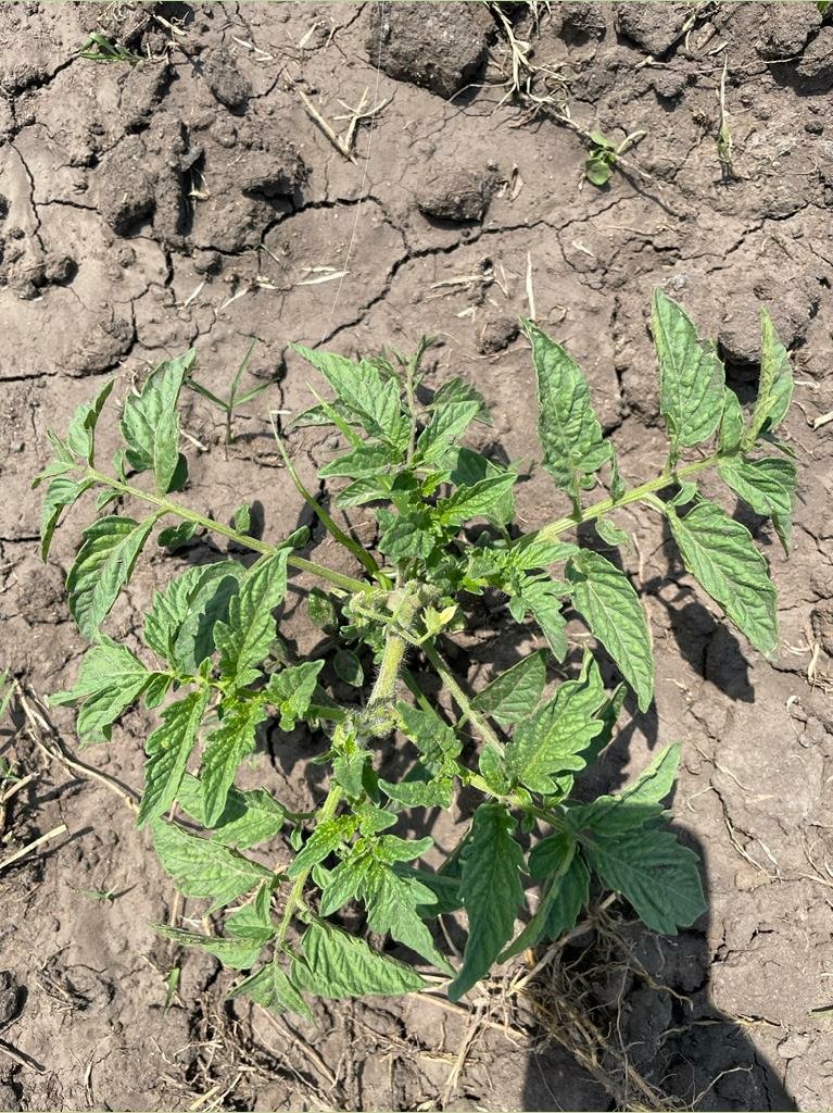tomatogmailcom2's tweet photo. Queen tomato believe in sustainable business practice. Central to this ideology is business continuity. Whilst we are "harvesting" from close to 40k plants; we have plants at different stages to take us through to June 2022. @basera_john @SNdunanduna @PhiriDivah https://t.co/aDIb0Tj8cf