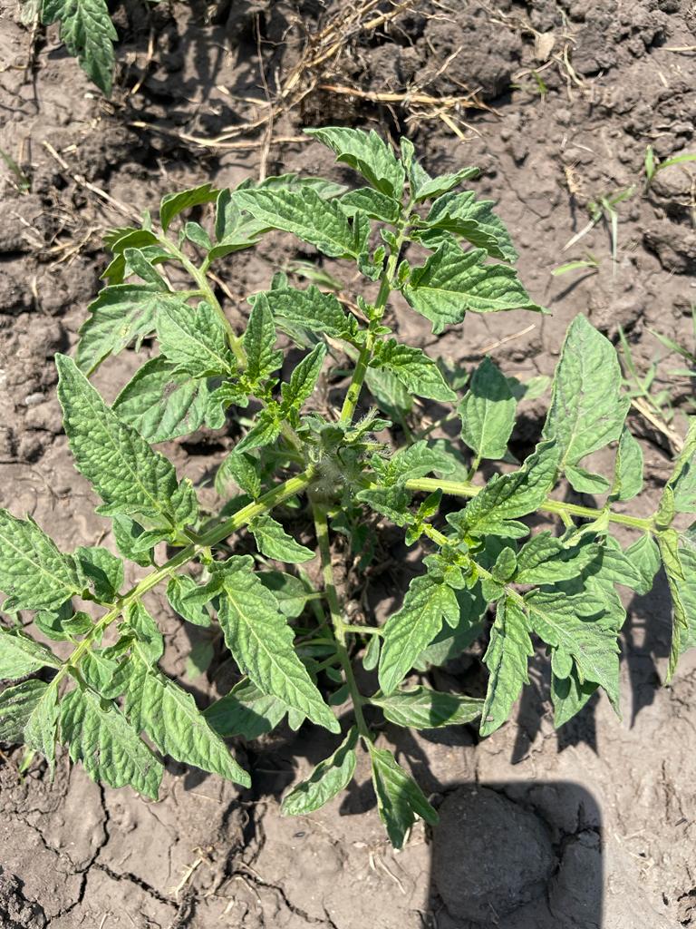 tomatogmailcom2's tweet photo. Queen tomato believe in sustainable business practice. Central to this ideology is business continuity. Whilst we are "harvesting" from close to 40k plants; we have plants at different stages to take us through to June 2022. @basera_john @SNdunanduna @PhiriDivah https://t.co/aDIb0Tj8cf