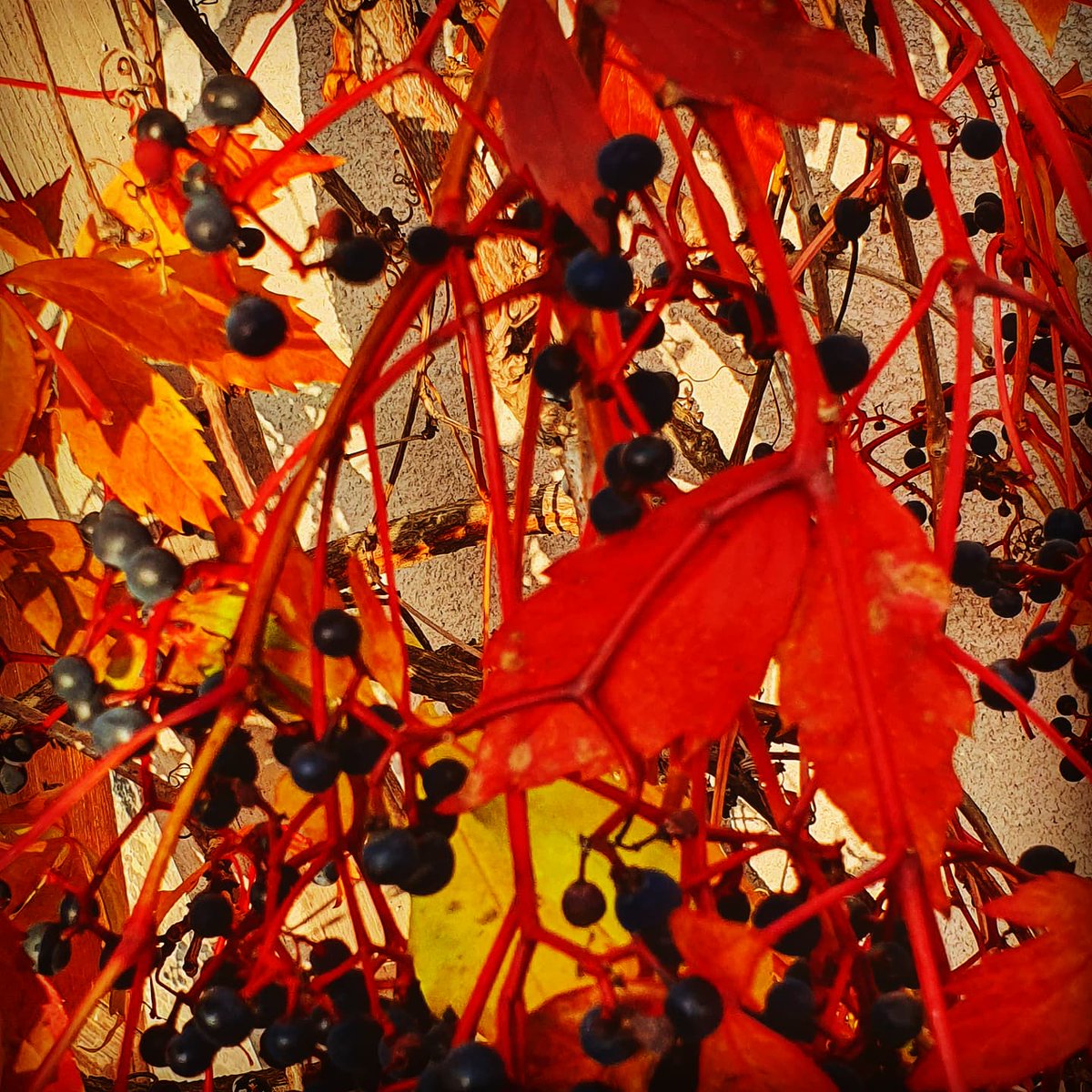 Sherringford56's tweet photo. Autumn market at Ulriksdal Palace with good friends. Beautiful surroundings, but also nice spot on the way. 1st pic: View in bicycle rearview mirror #market #Autumn #Ulriksdal #NaturePhotography #amateurphotography ##BeautifulStockholm https://t.co/KstFwGlP0m