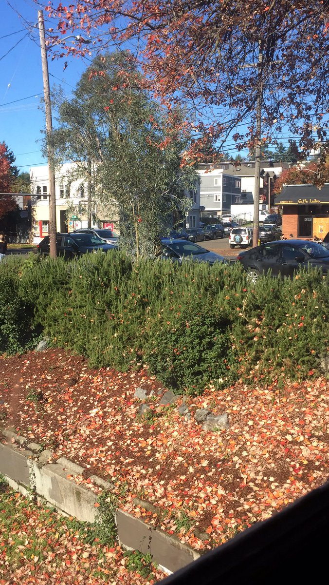 clairerqgrant's tweet photo. I’m really enjoying my main character moment staring out the window of Fremont coffee so I’m going to respectfully ask everybody I know to avoid walking along this block of 36th so it doesn’t get ruined #justgoaround https://t.co/F7rfh3MbHD