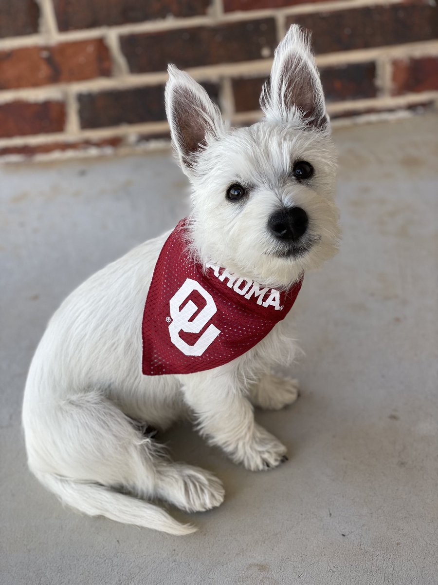 milliemillinga1's tweet photo. #sooners https://t.co/rbLf7tM0A3