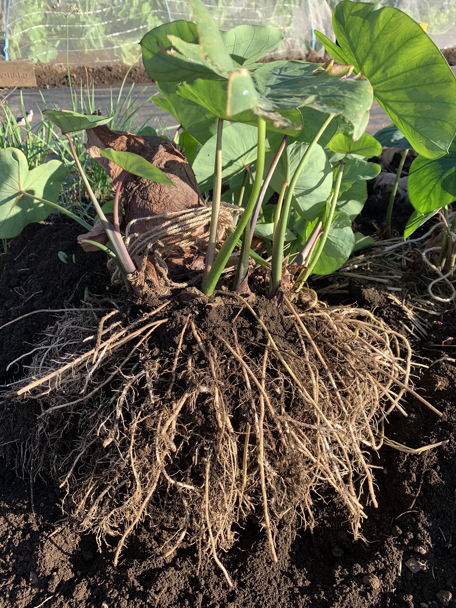 なるはるかぜ 里芋 収穫しました 苦労しましたが天空の白ラピュタのような芋の塊が掘り上がった瞬間の達成感は格別ですね 長かったあー ピンク掛かった小芋はセレベスの特徴なんですかね かわいらしいです 家庭菜園 里芋 セレベス T Co
