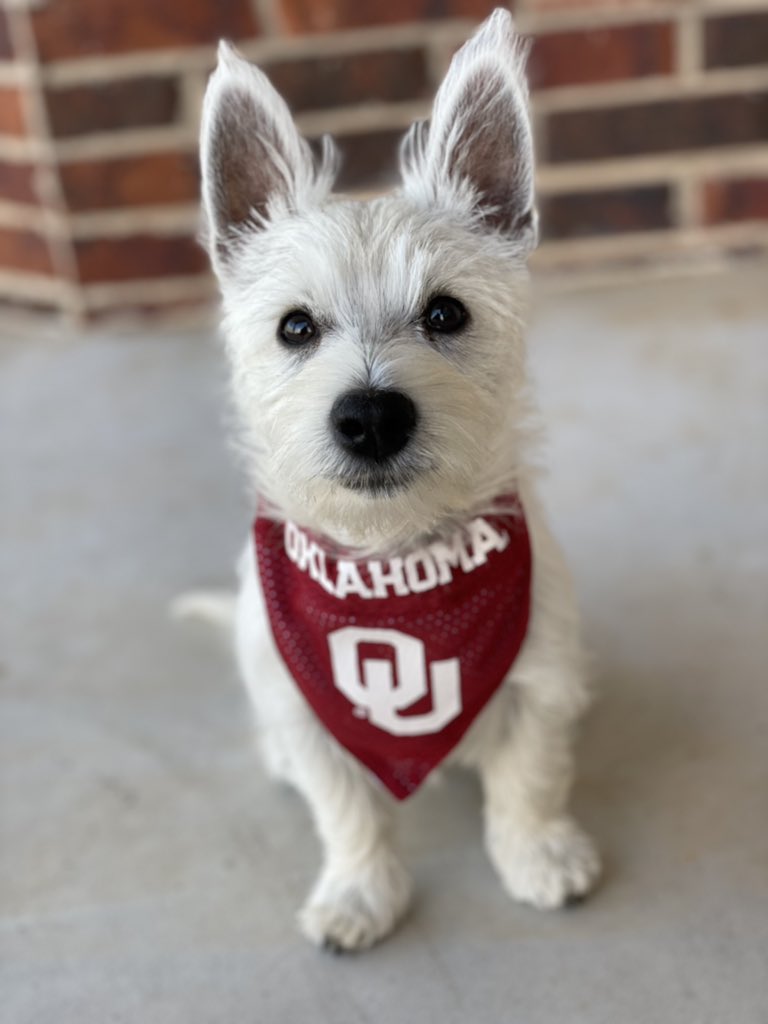 milliemillinga1's tweet photo. #sooners https://t.co/8EeTJQRyzn