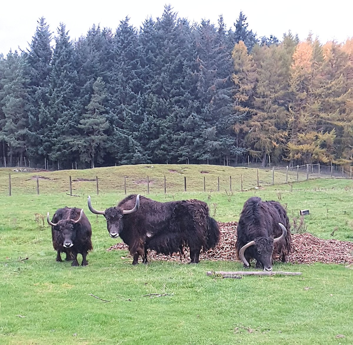 cuntingworms's tweet photo. yekety yak, don't talk back 🐃 https://t.co/tddU4EKg1s
