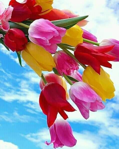 alaa amy tweet media
