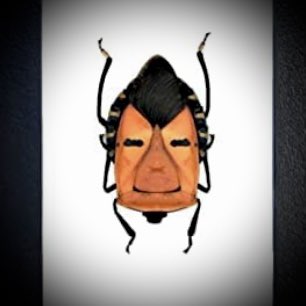 Generis_NFTs's tweet image. Eucorysses Gandis (skull beetle), Cryptotympana Aquila (crypto cicada), Catacanthus Incarnatus (beetle). 

All new #CNFT framed physical art/taxidermy, coming out soon...