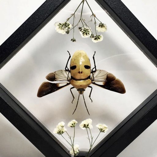 Generis_NFTs's tweet image. Eucorysses Gandis (skull beetle), Cryptotympana Aquila (crypto cicada), Catacanthus Incarnatus (beetle). 

All new #CNFT framed physical art/taxidermy, coming out soon...