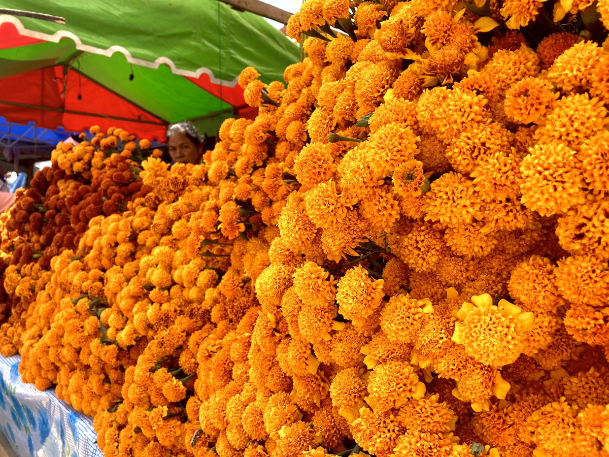 ChekoChR1's tweet image. Casi … Día de muertos … 
 #chekochr #diademuertos #floresdemuerto #colores #flores #naranjaintenso #sierramixe #ayutlamixe #diadeplaza #cempasuchil