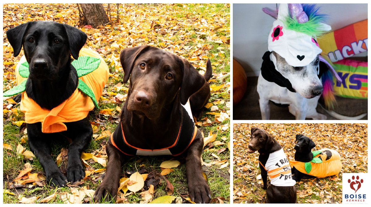 BOISE KENNELS (BoiseKennels) Twitter