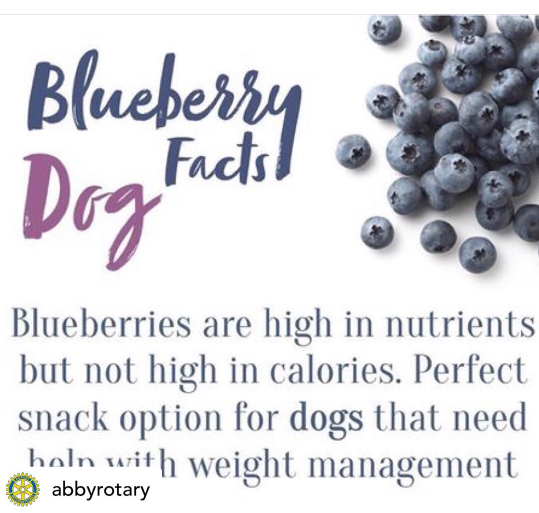 AbbyRotaryClub's tweet image. Order your #blueberries now for Nov 20th and save $5, or pick up on day of. Supporting disadvantaged school children in #Abbotsford. @rotaryabbysumas @AbbyMatsquiRC @abbysallyann #PantryProject