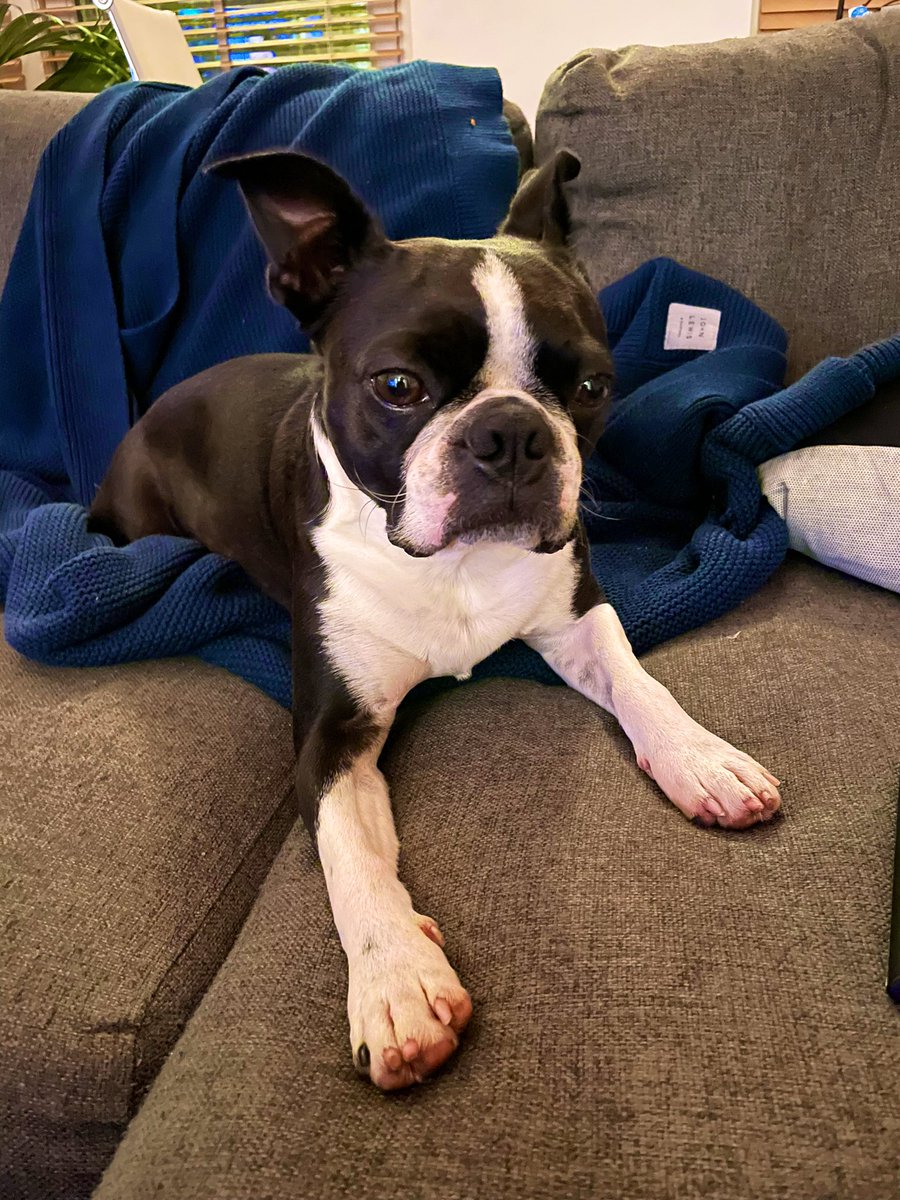 magic_in_london's tweet photo. Got the bestest house guest this weekend #fuggle https://t.co/zWJWFR45uy