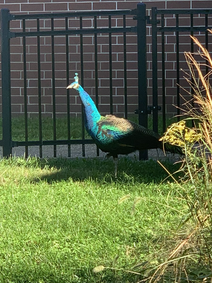HornUnit's tweet photo. @Szydlowskim Just your average afternoon playing at AHL….this peacock seems out of place. https://t.co/xNg1Bqvbu3