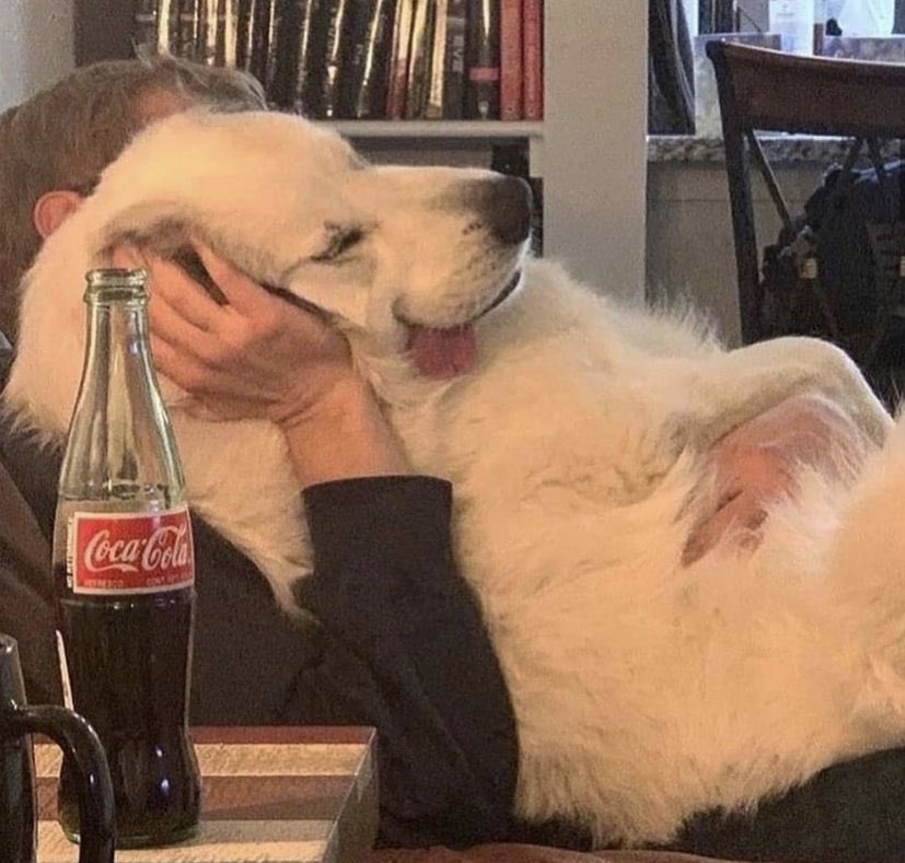 Out Of Context Animals (@cntxtanimai) on Twitter photo 