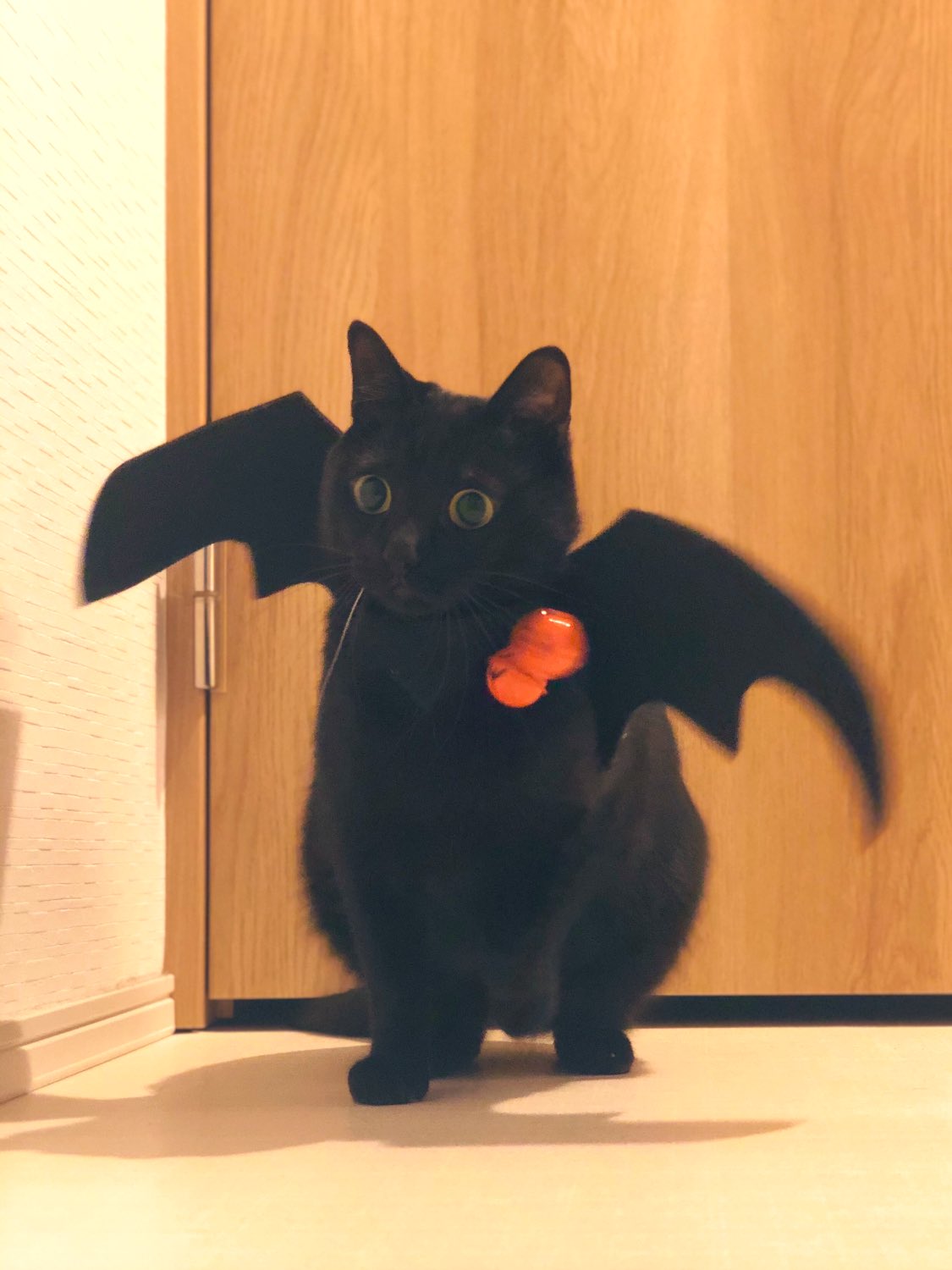 黒猫ちゃん★ハロウィン くろねこちゃん𓂃𓈒𓏸❤︎ 今年のハロウィンイラストは