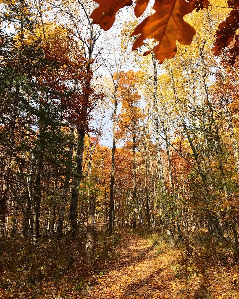 Ignisfox1's tweet photo. Good 5 mile walk around today to see the colors that are still around #mnstatepark #fallcolors #mn https://t.co/jYccdHOoCD