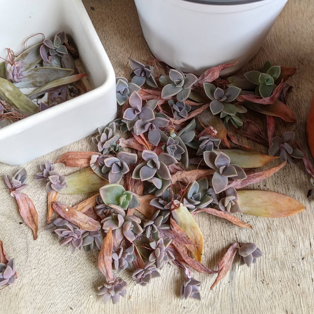 SUCCdotCARE's tweet photo. Pretty much 100% success when propagating Fred Ives leaves. #graptoveriafredives https://t.co/hfkhlfE6ED