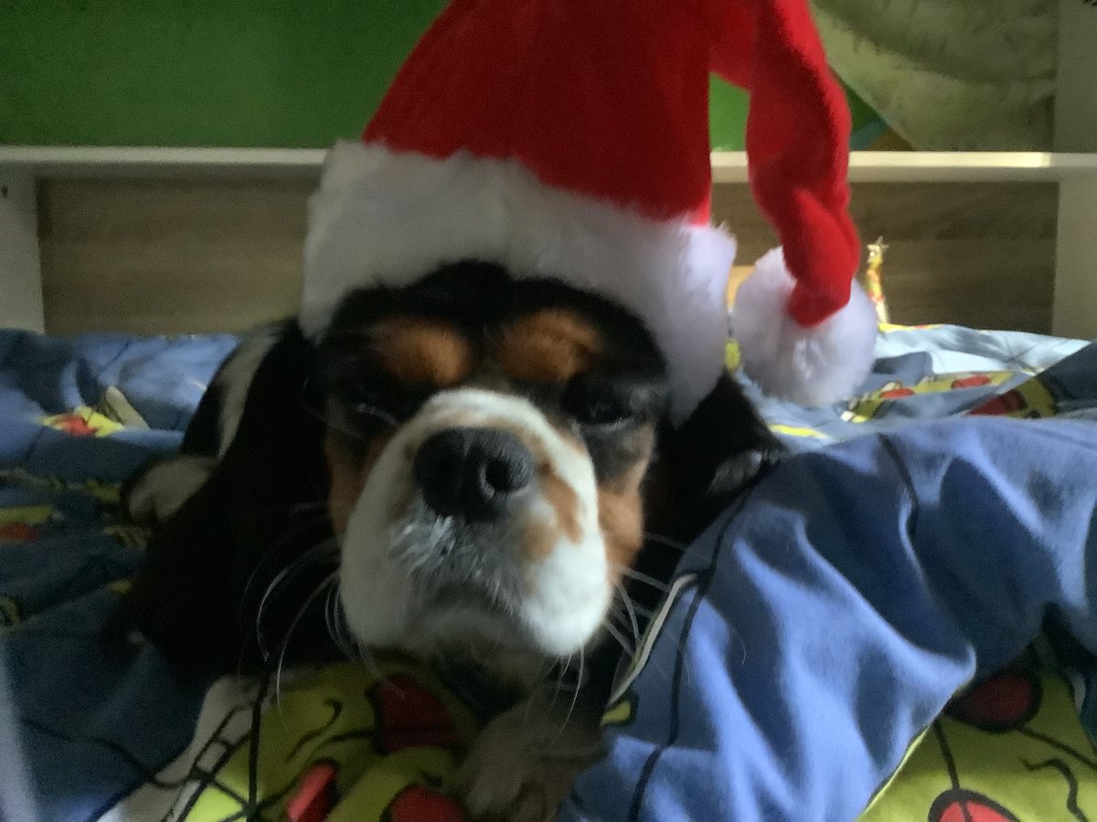 mitchellbudden's tweet image. 