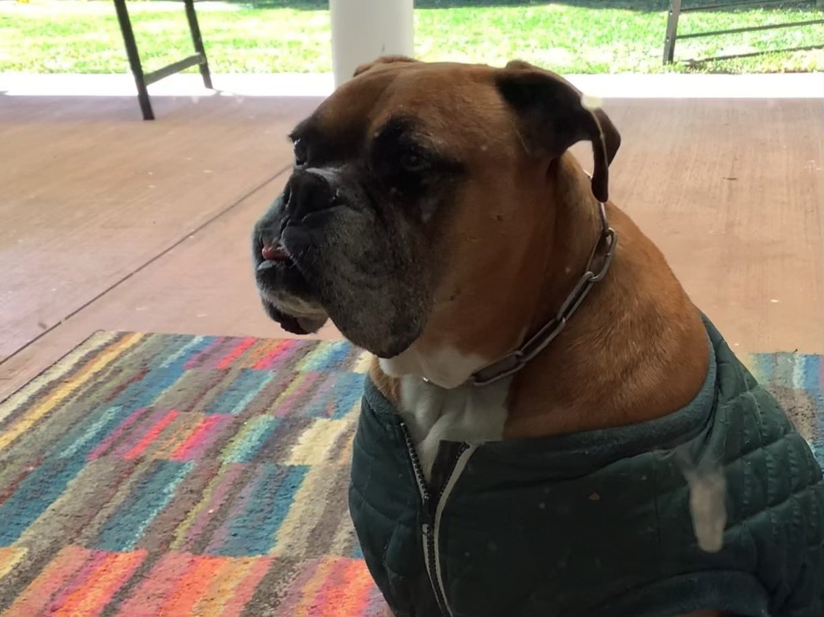 mitchellbudden's tweet image. 