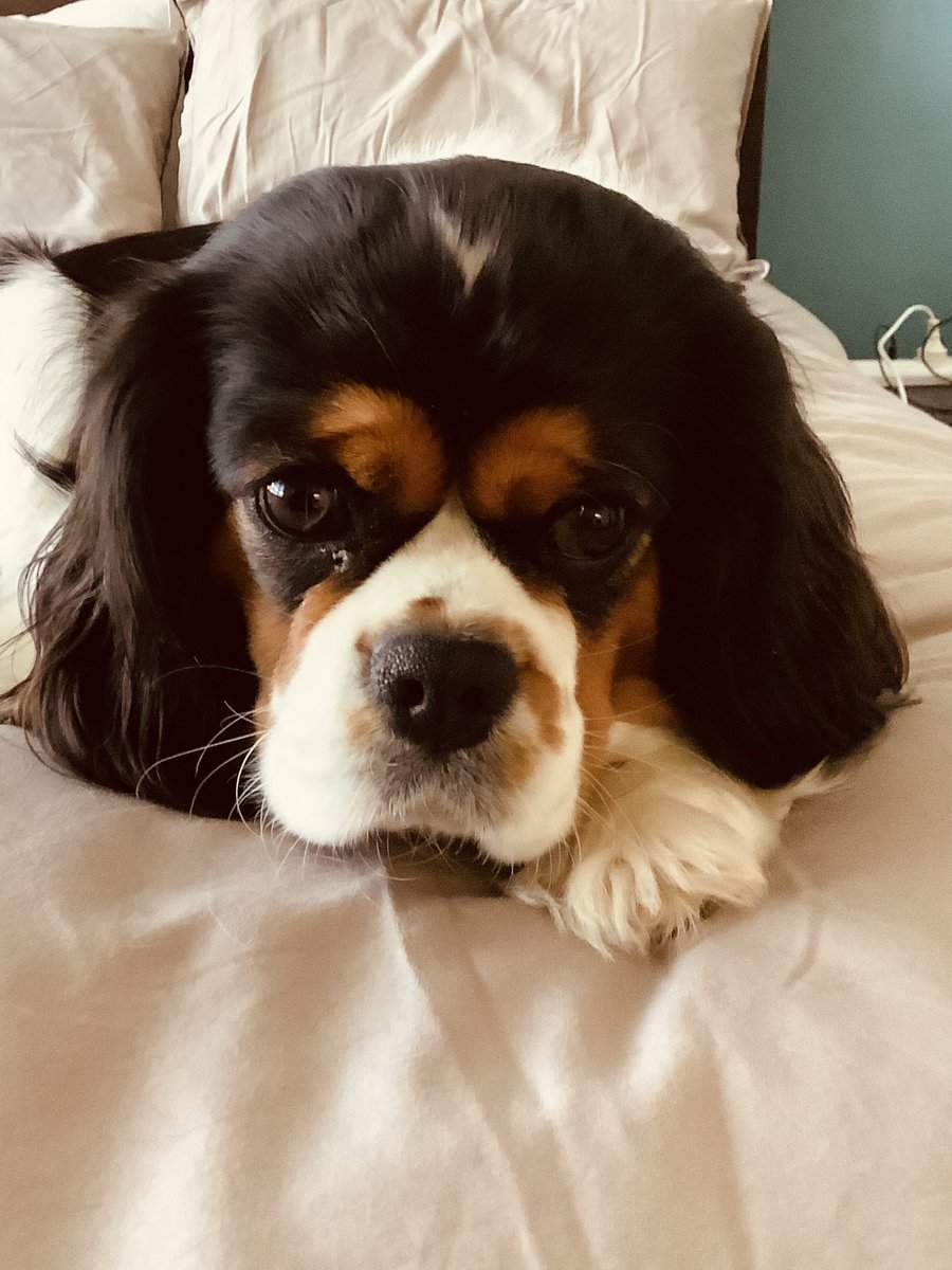 mitchellbudden's tweet image. 