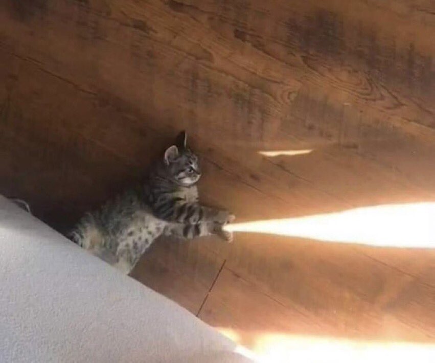 contextpets's tweet image. Anime