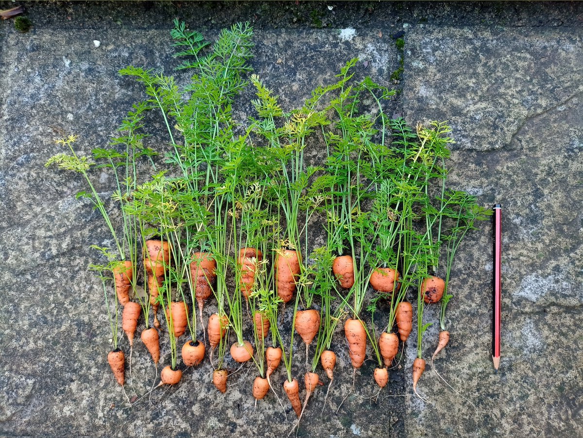 TielessAnt's tweet photo. And on the day before the clocks go back - symbolically the last day of summer - I harvested the #Chanthony carrots that were planted at the very beginning of summer, seven whole months ago.
#Carrots #Harvest #Chanteney #Gardening https://t.co/o5D89fOKVp