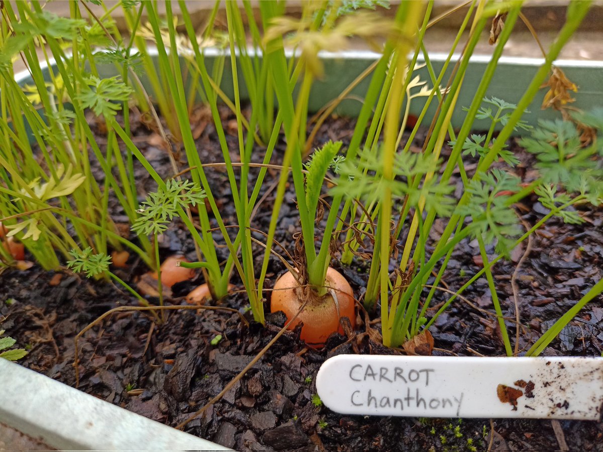 TielessAnt's tweet photo. And on the day before the clocks go back - symbolically the last day of summer - I harvested the #Chanthony carrots that were planted at the very beginning of summer, seven whole months ago.
#Carrots #Harvest #Chanteney #Gardening https://t.co/o5D89fOKVp