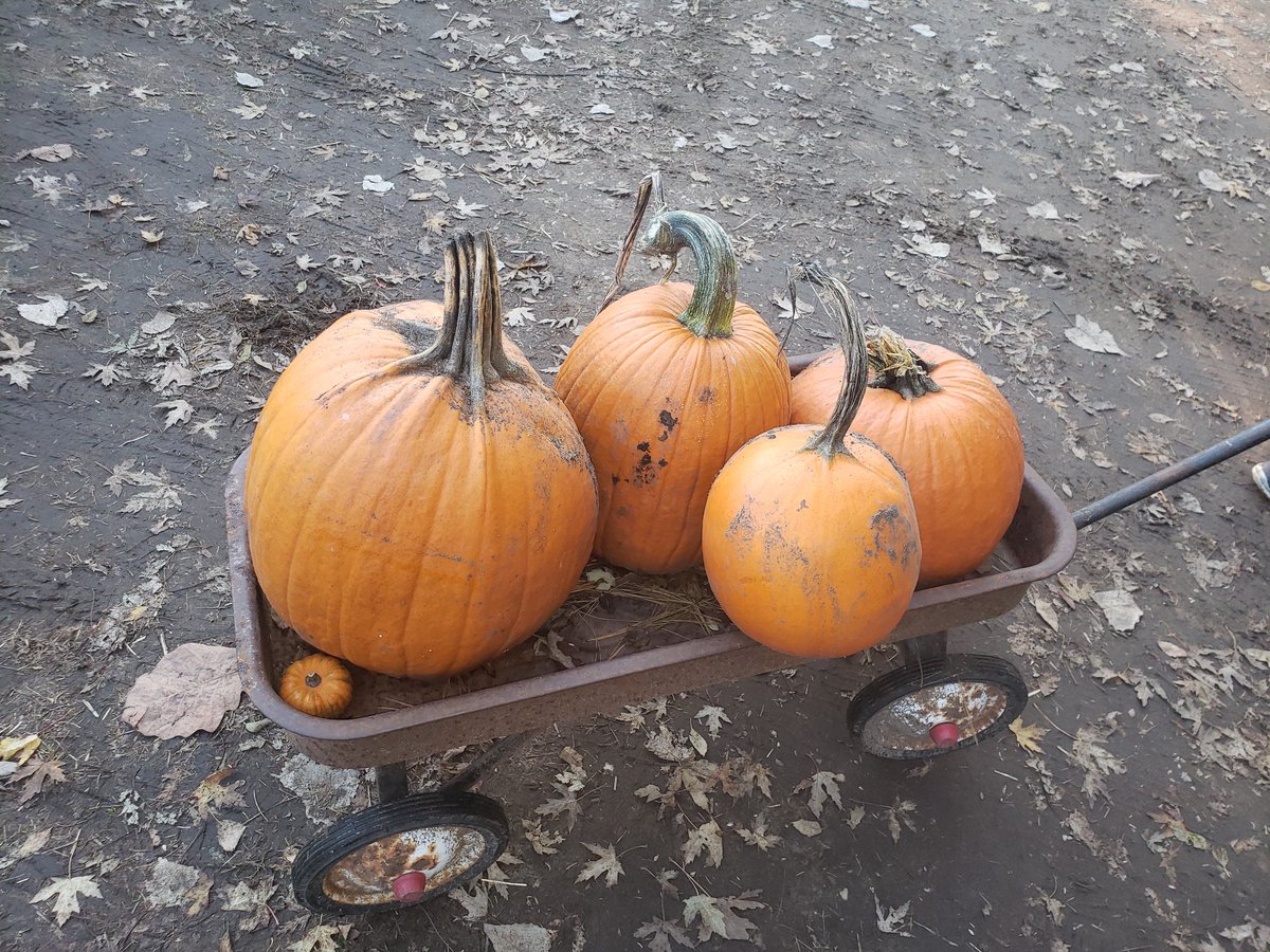 IAM8ull's tweet image. Pumpkin carving stream tonight! with @WoWMerixxa