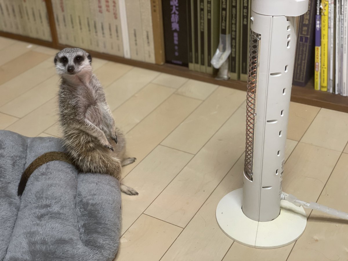 ミーアキャットさん ake on X: 