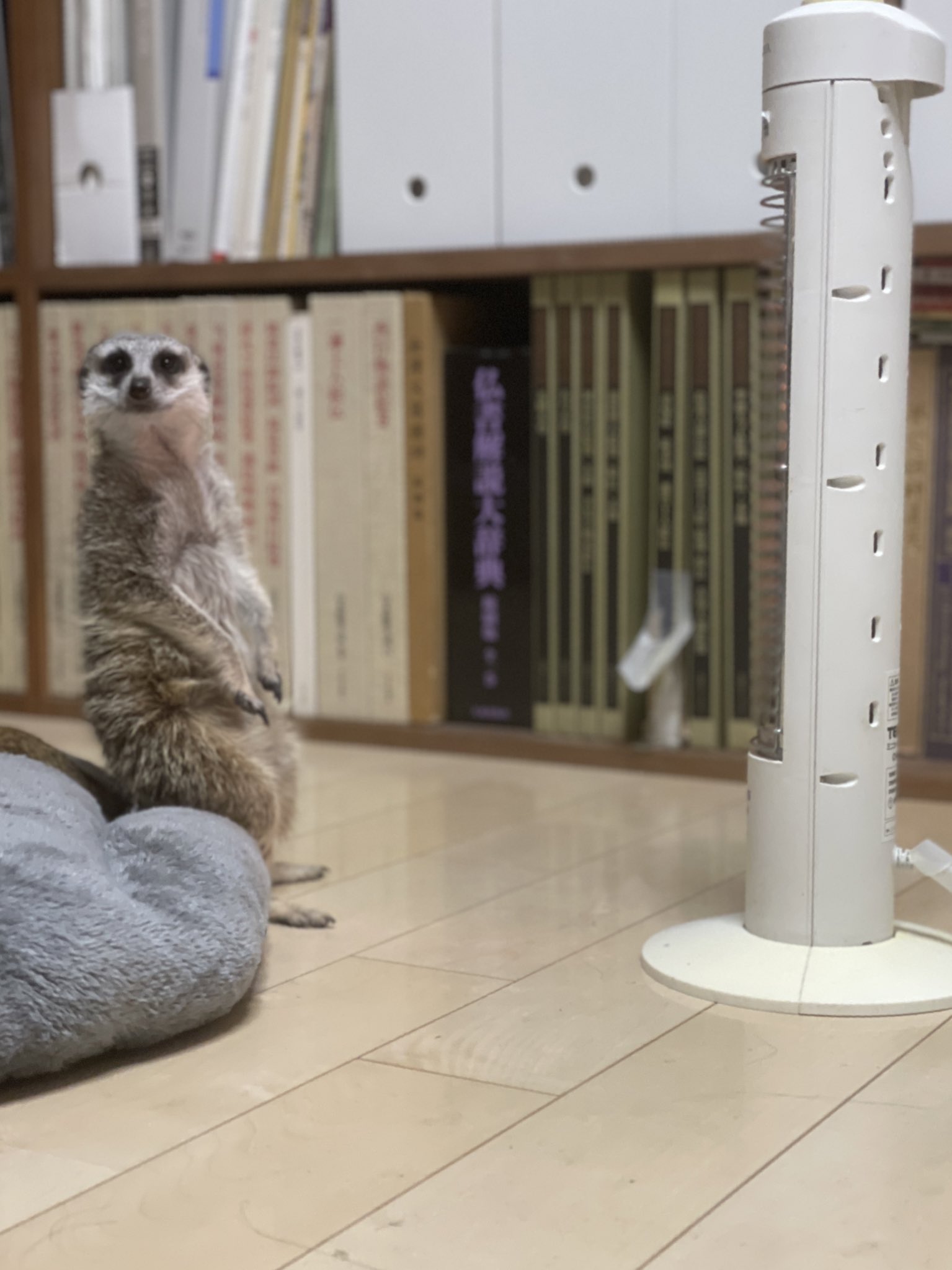 ミーアキャットさん ake on X: 
