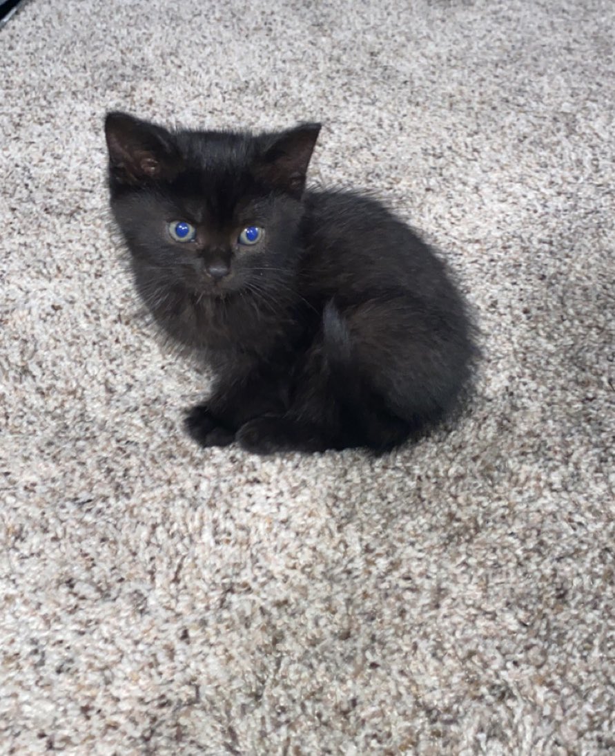 hbuck_406's tweet photo. My boyfriend hates cats but I really wanted a cat so we compromised &amp; got a cat 🖤 https://t.co/1DjNP9eYdV