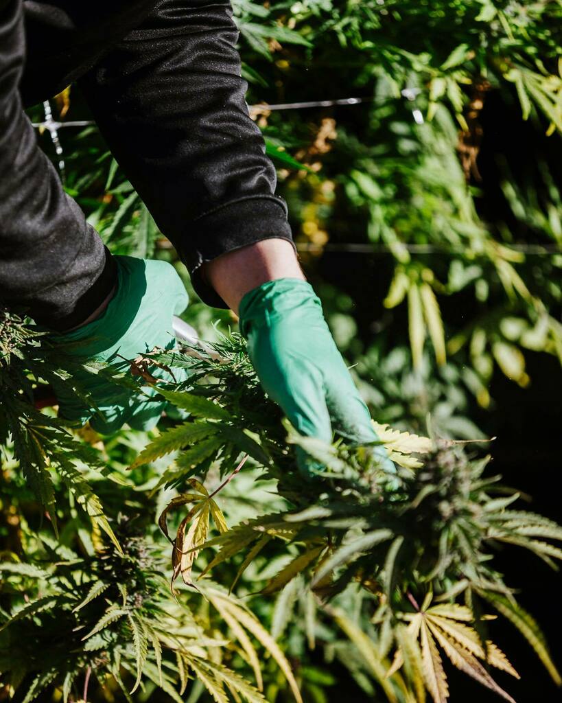 CenturionProSol's tweet photo. Christina Lake Cannabis produces some of the highest quality outdoor cannabis around. The more you grow, the more you know. https://t.co/6qYfQJUOFh