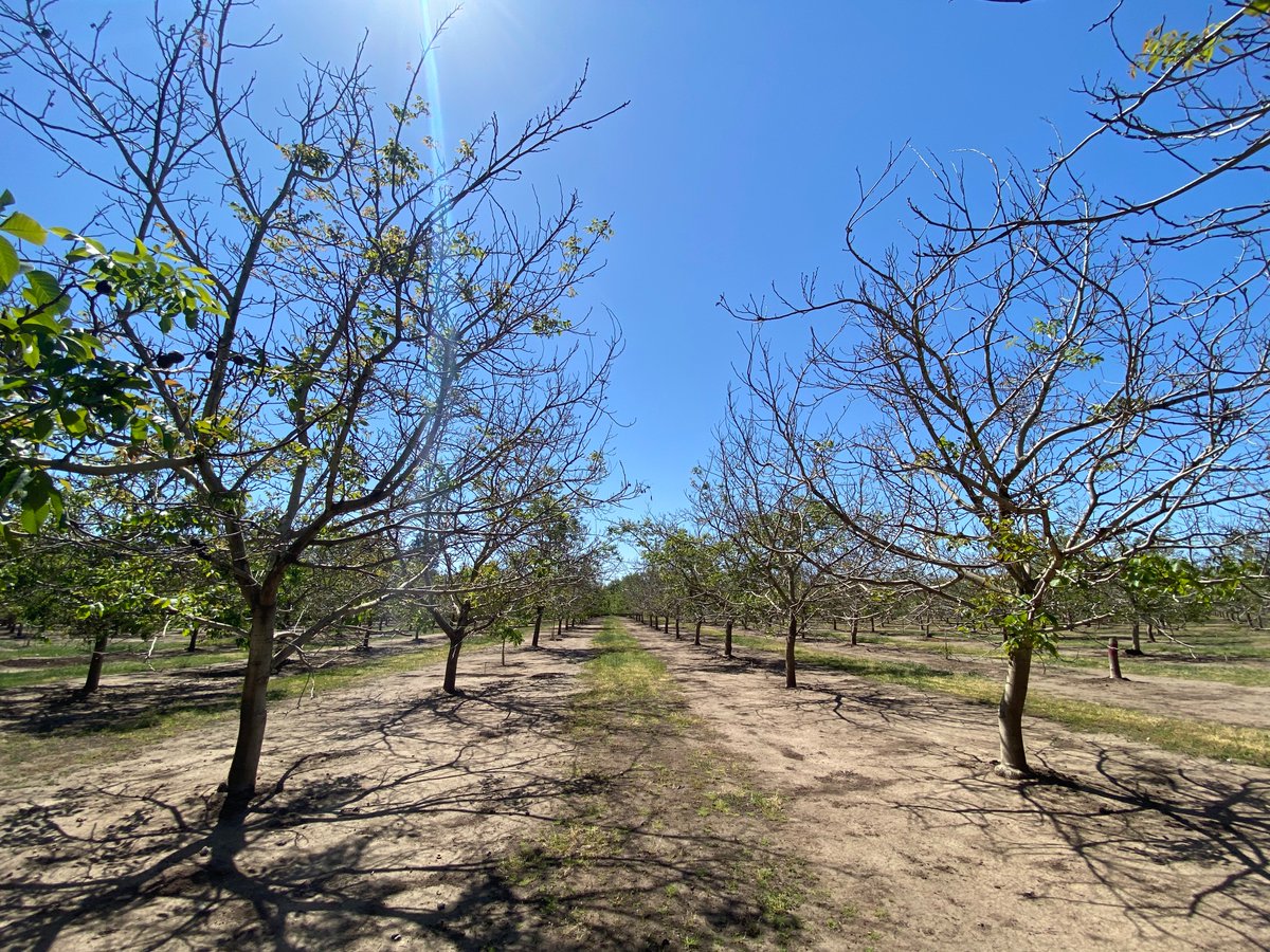 Luke Milliron (@millironluke) on Twitter photo Please take the time to fill out a <a href="/ucanr/">Ag&Natural Resources</a> survey on freeze damage in <a href="/CaWalnuts/">California Walnuts</a>. It really helps us researchers see patterns and develop our next research steps!
ucanr.edu/walnutfreezesu…
Thanks to <a href="/KariDigsPlants/">Kari Arnold</a> for developing the survey! Please take the time to fill out a <a href="/ucanr/">Ag&Natural Resources</a> survey on freeze damage in <a href="/CaWalnuts/">California Walnuts</a>. It really helps us researchers see patterns and develop our next research steps!
ucanr.edu/walnutfreezesu…
Thanks to <a href="/KariDigsPlants/">Kari Arnold</a> for developing the survey!