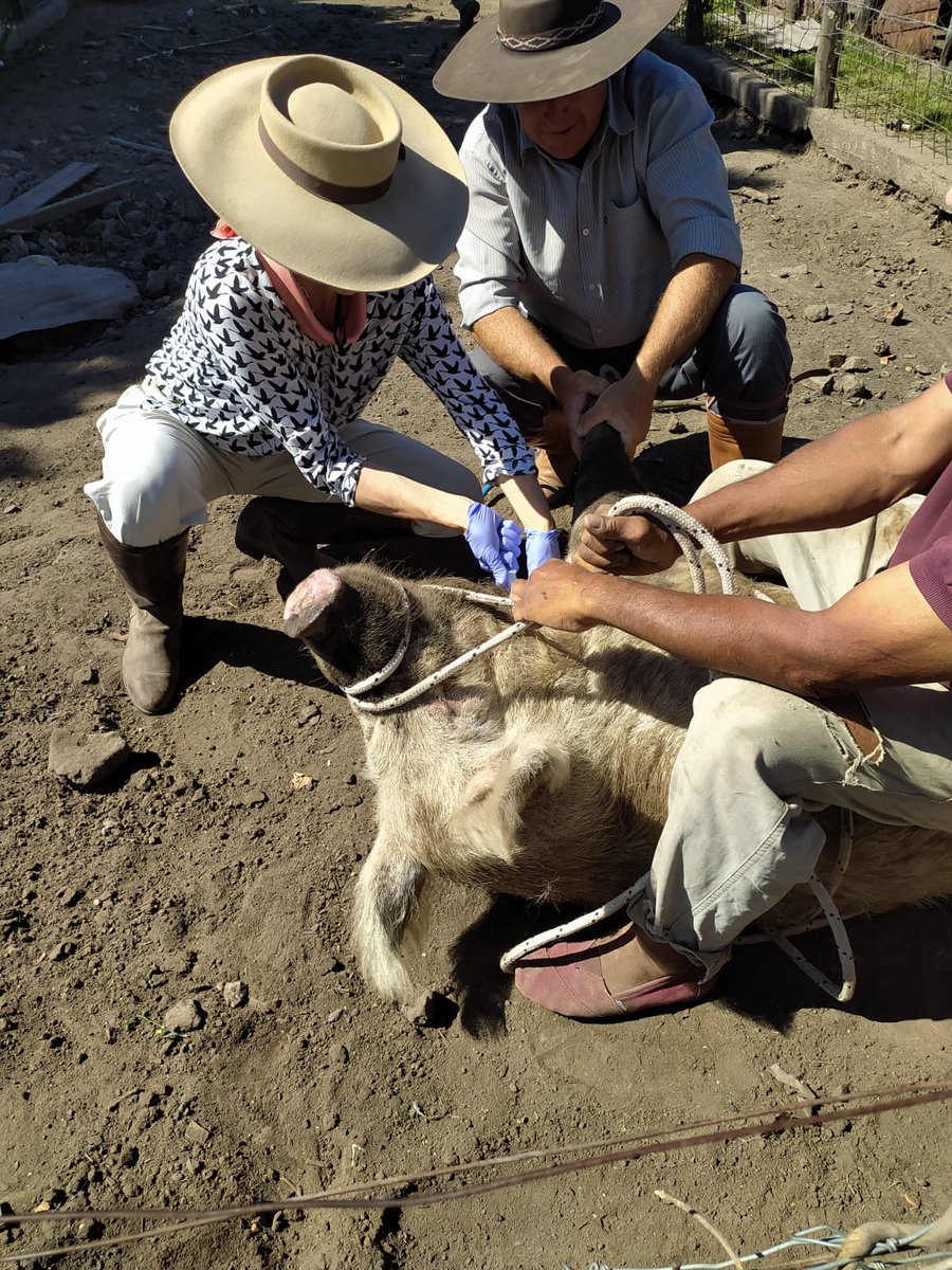 CarlosJ66476213's tweet photo. Esto es 100x100 #Senasa #CorMis #Sanidad #Animal . Gran equipo gente. Se hace grande a nuestra Argentina . https://t.co/9tlHAINTlN