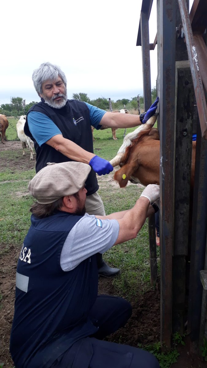 CarlosJ66476213's tweet photo. Esto es 100x100 #Senasa #CorMis #Sanidad #Animal . Gran equipo gente. Se hace grande a nuestra Argentina . https://t.co/9tlHAINTlN