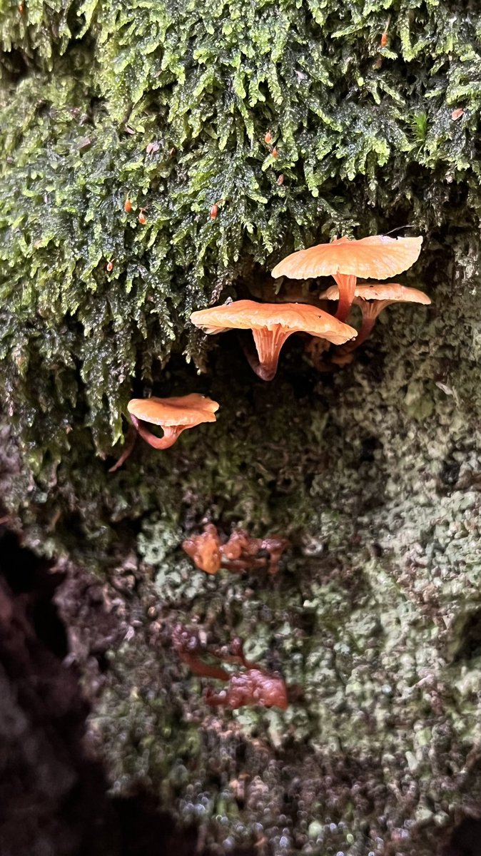 gender_enderr's tweet photo. a hike through the mushroom forest 🍄 https://t.co/0EKnDizxjh