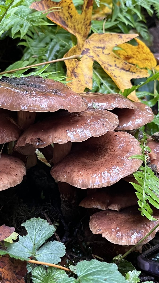 gender_enderr's tweet photo. a hike through the mushroom forest 🍄 https://t.co/0EKnDizxjh