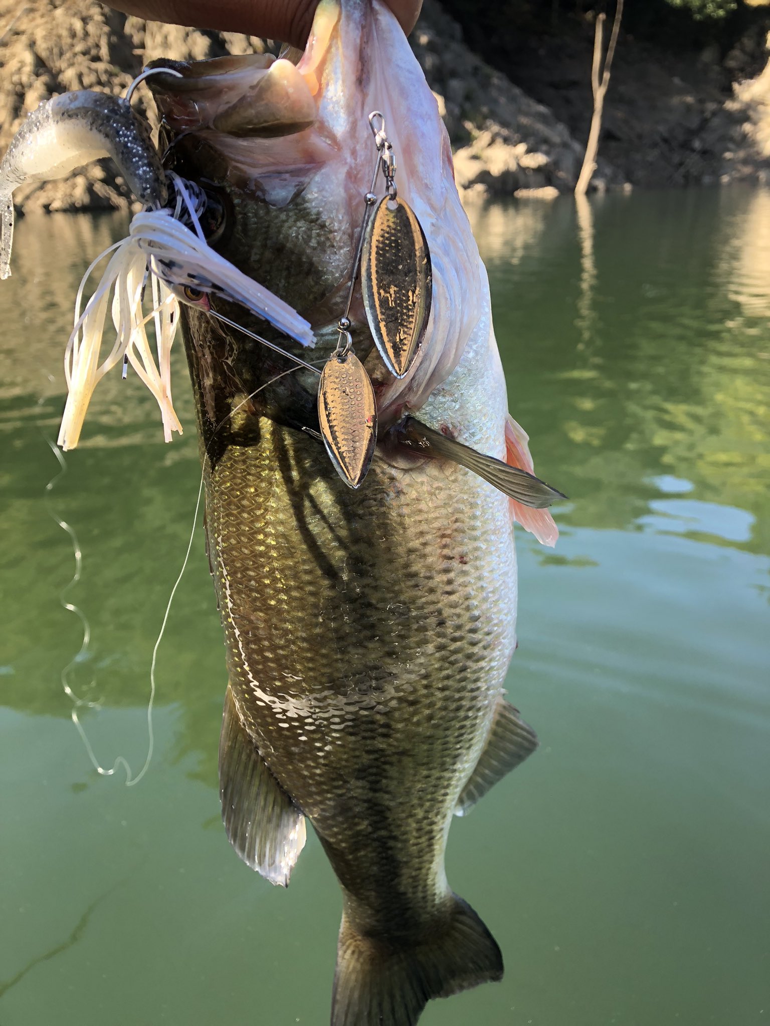 バス釣り自由popoちゃん オトナonline Popo Online Twitter