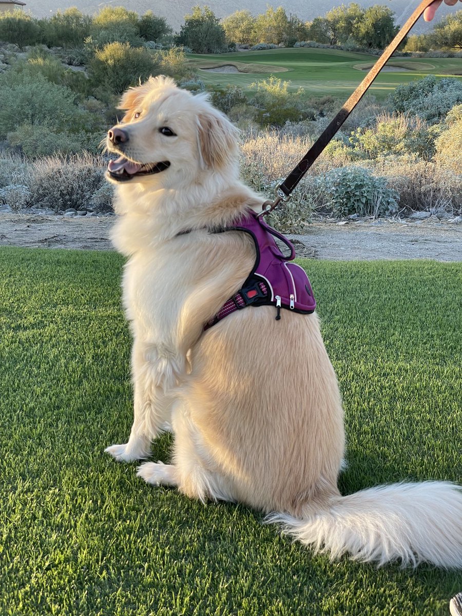 Hi pals! Sunset walk with mom and dad! A 🐝 you tea full day in the desert! 

Have a great evening, frens!
