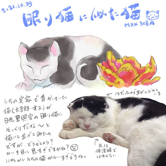 眠り猫のtwitterイラスト検索結果