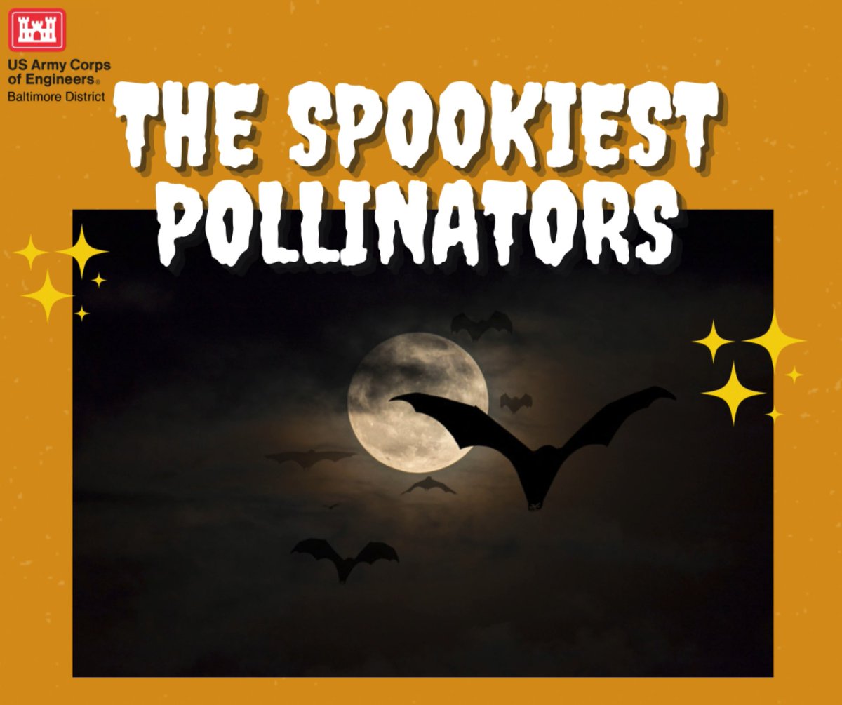USACEBaltimore's tweet photo. #baltimoredistrictspookystoryseries #2: Bats 🦇 don’t just come out at night to turn into vampires—in fact, they play a very critical part in the environment and are responsible for helping to fertilize more than 500 species worldwide!
https://t.co/8cEnzsXp2L
#BatWeek2021 https://t.co/QuVNFYGGFS