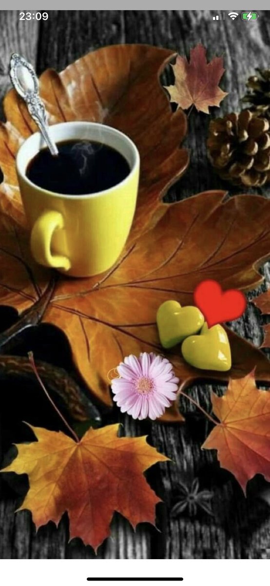 Өглөөний мэнд 🌾🍂🎈               Шинэ жиргээч дэмжин дагсан лайк дарсан та бүхэнд БАЯРЛАЛАА 🌺🥂.   200 дагагчтай болсон өсөж явнаа 👆📚